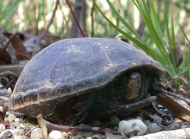 Eastern Mud Turtle